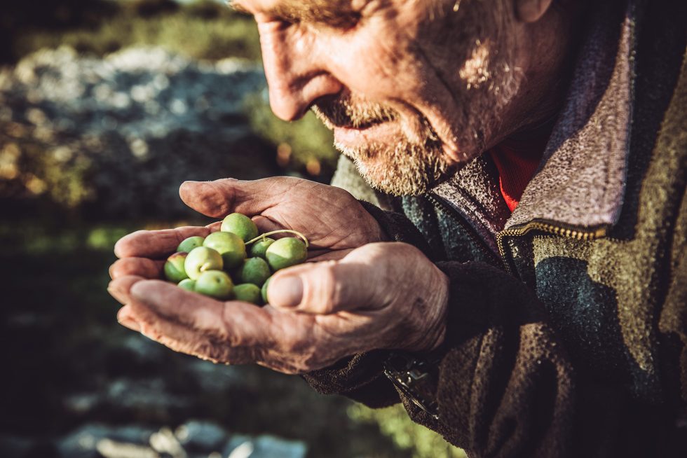Wie wird hochwertiges Olivenöl hergestellt?